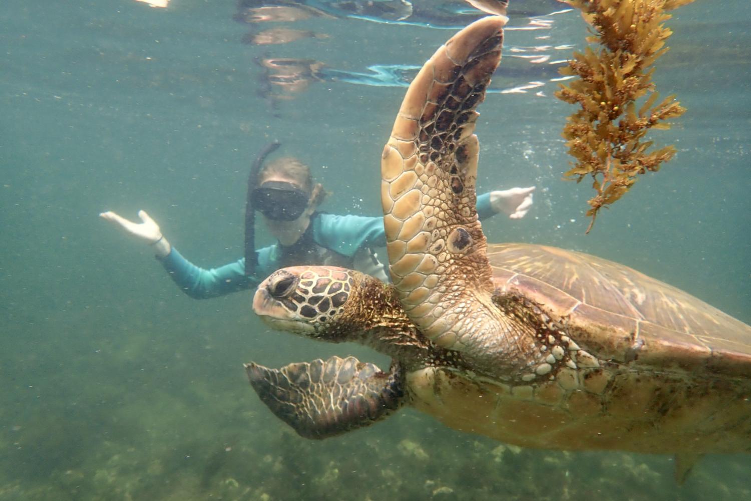 一名<a href='http://blackboard.zcqwtzb.com'>bv伟德ios下载</a>学生在Galápagos群岛游学途中与一只巨龟游泳.